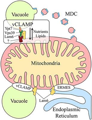 Interorganelle Communication between Mitochondria and the Endolysosomal System